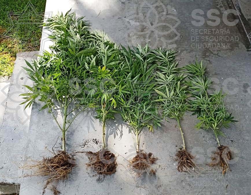 Asegura SSC cinco plantas de marihuana